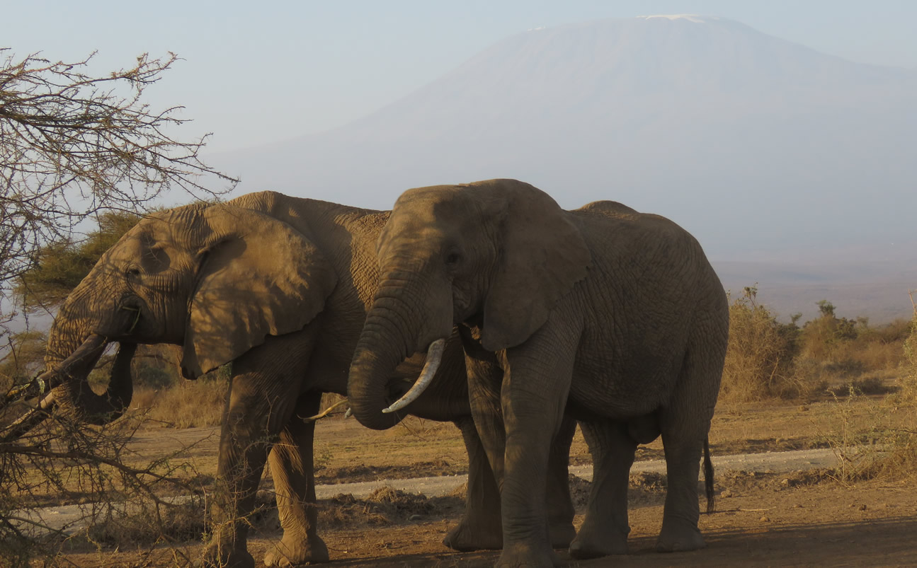 Why visit Amboseli National Park