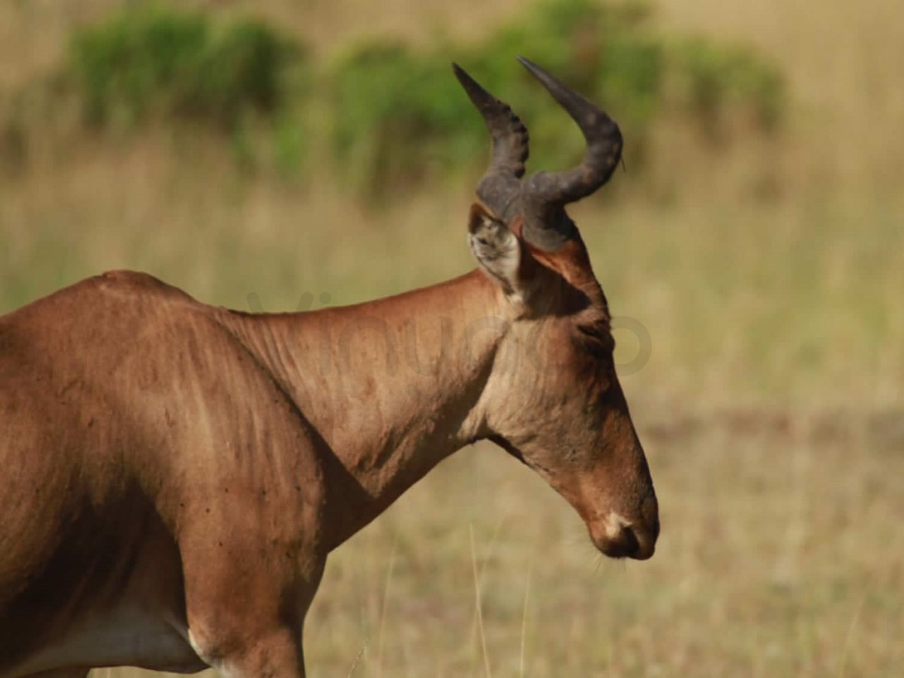 Cokes Hertebeest