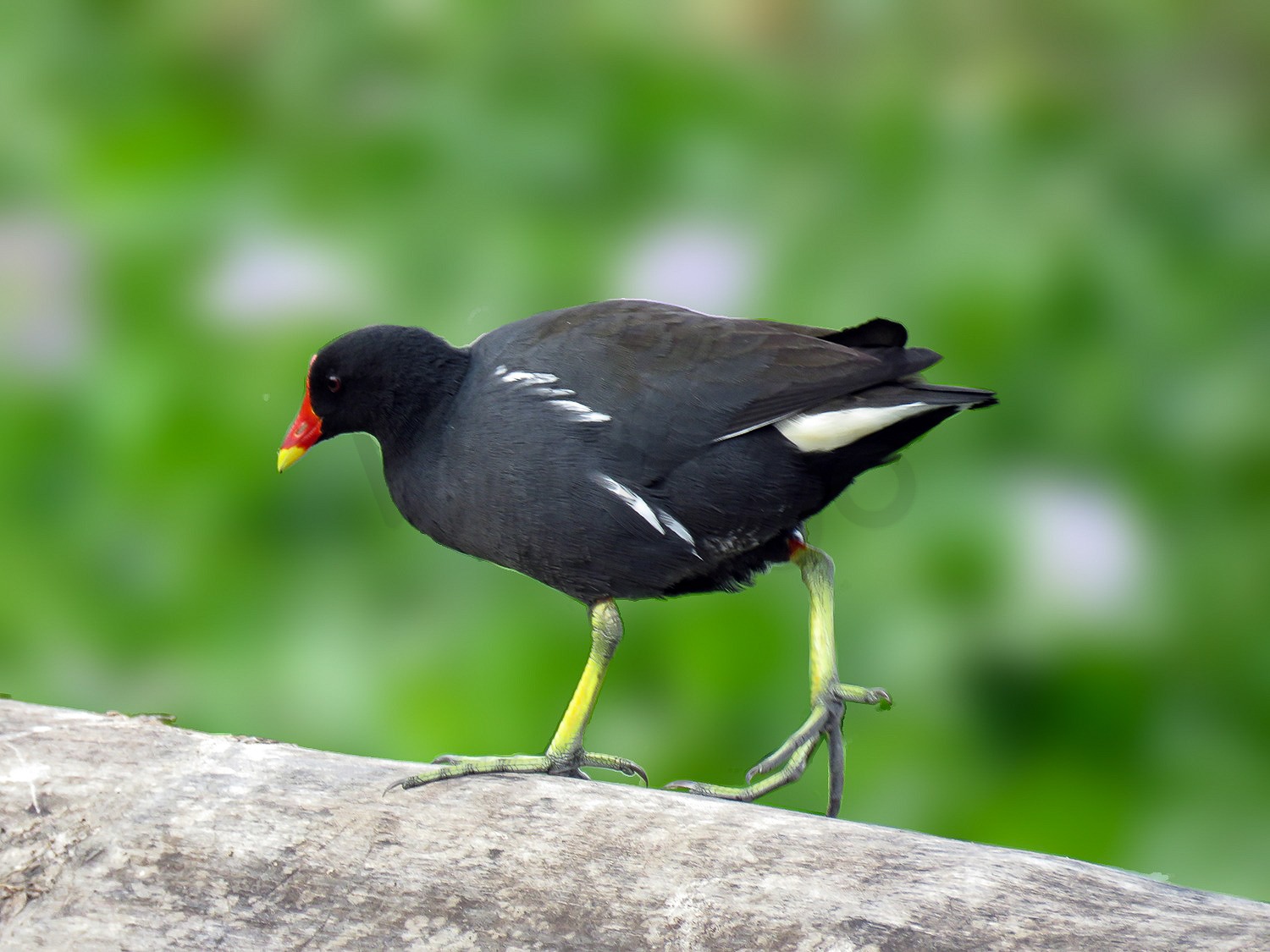 Eurasian Moorhen