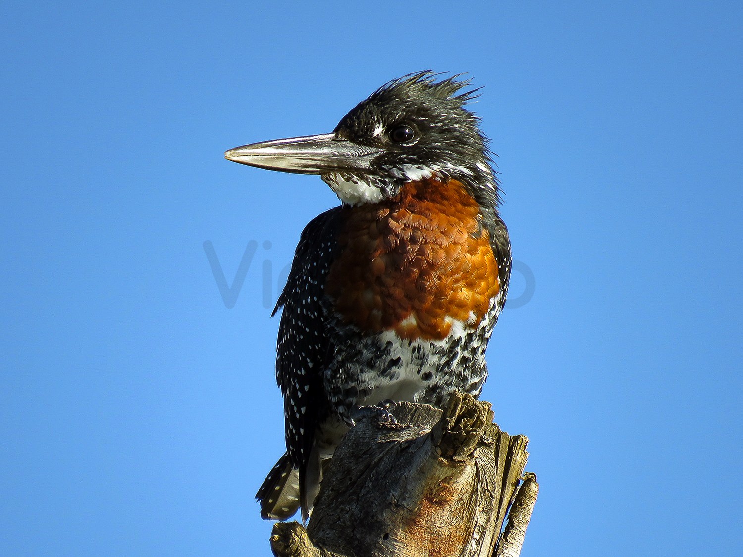 Giant Kingfisher