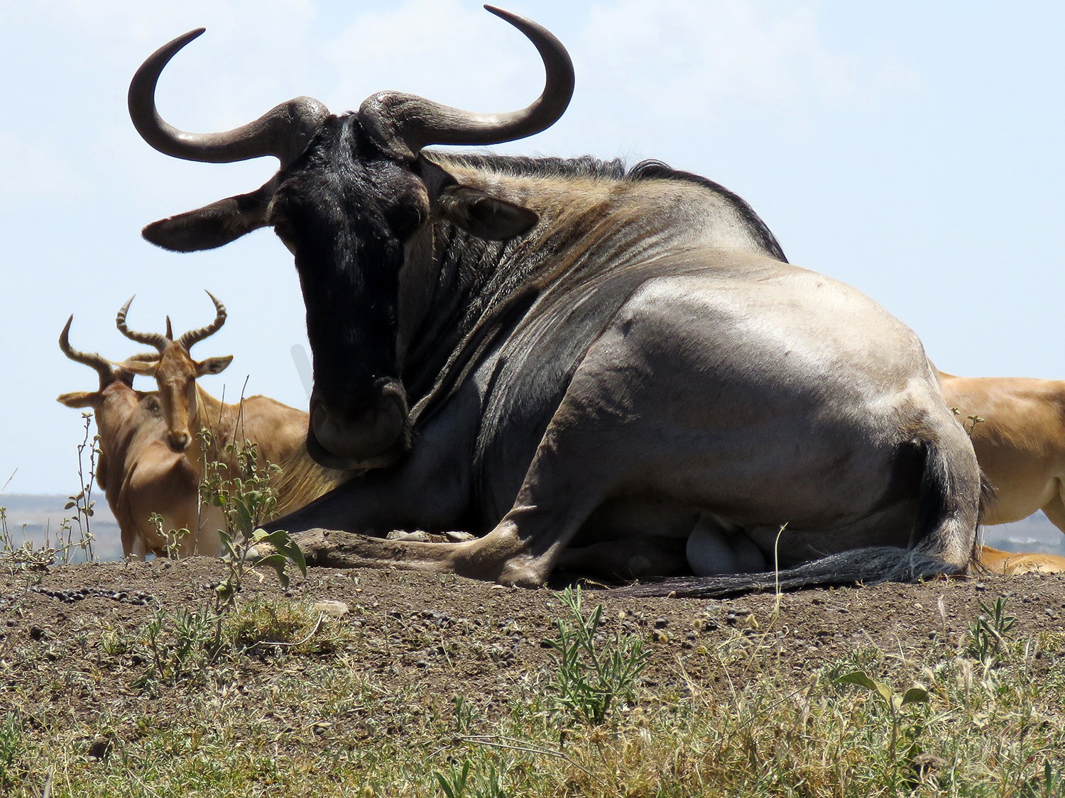 Wildebeest