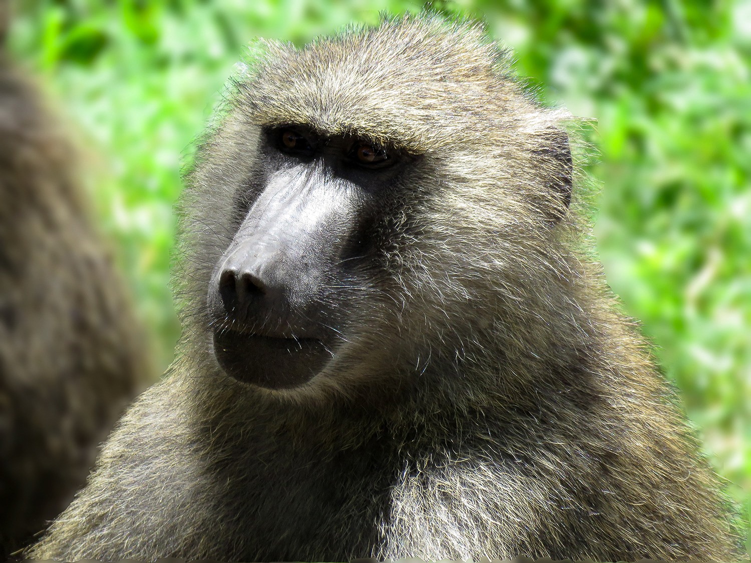 Olive Baboon