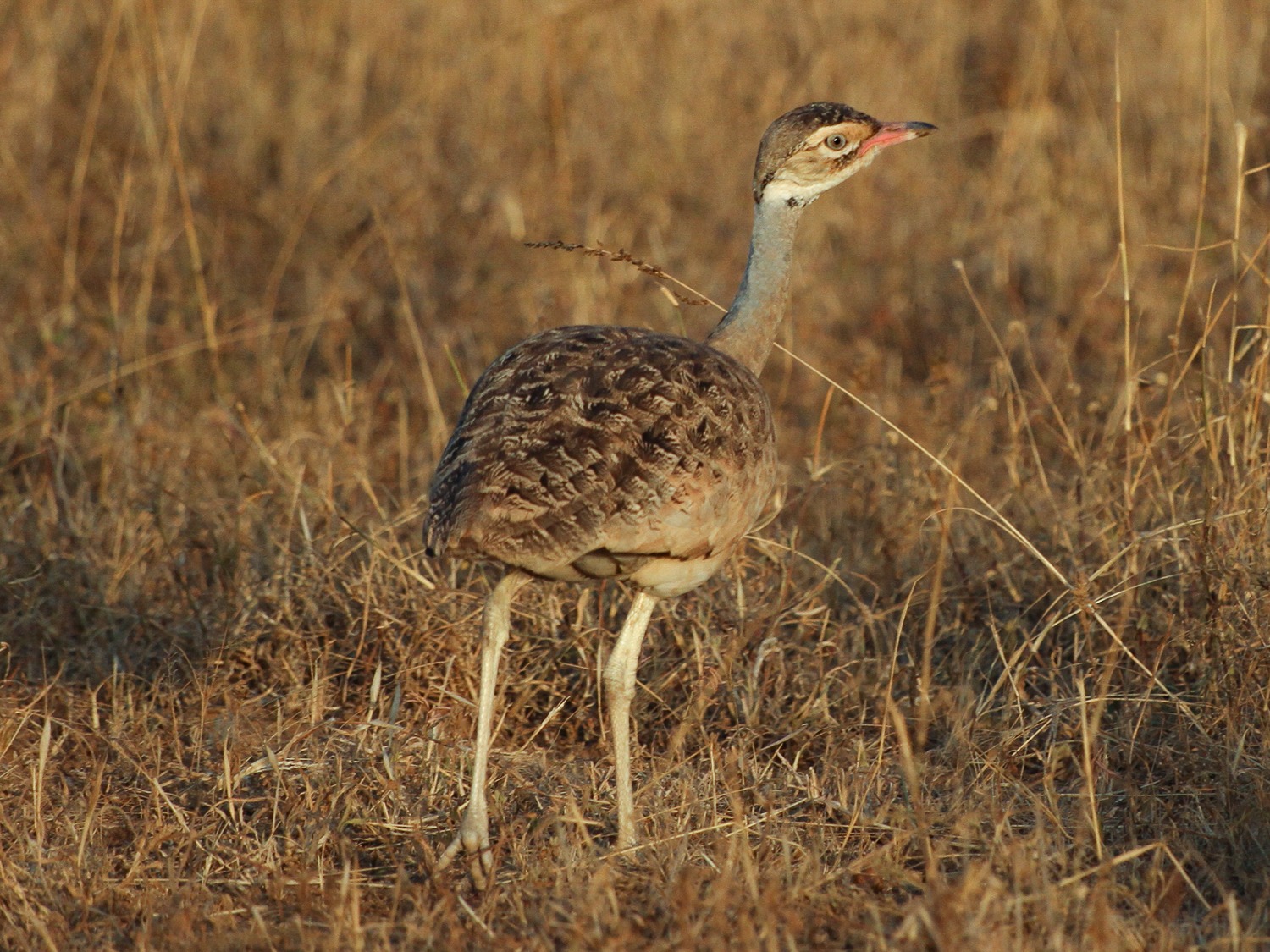 White Billed Bustard(F)
