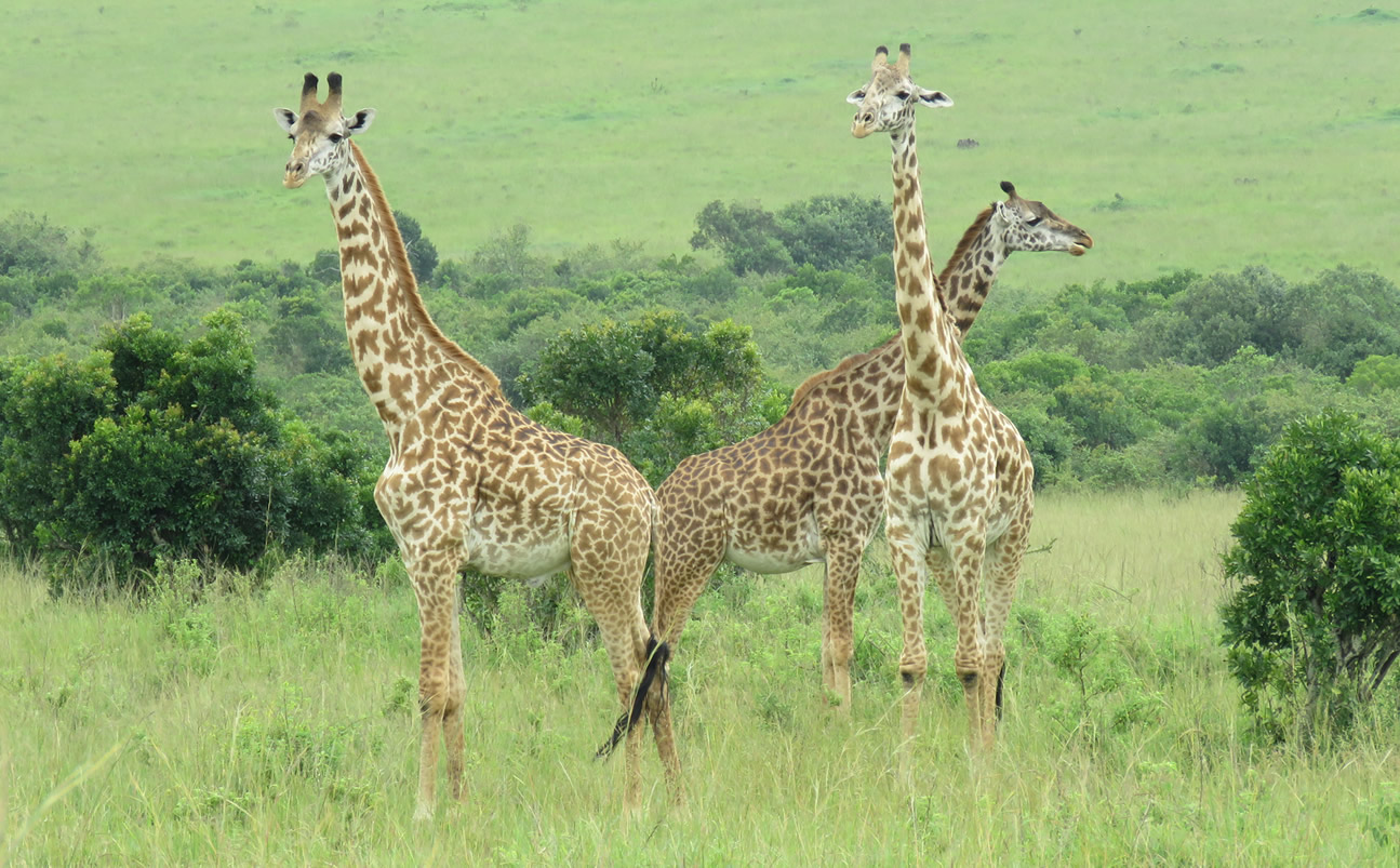 2 Day | Mara Deluxe Experience