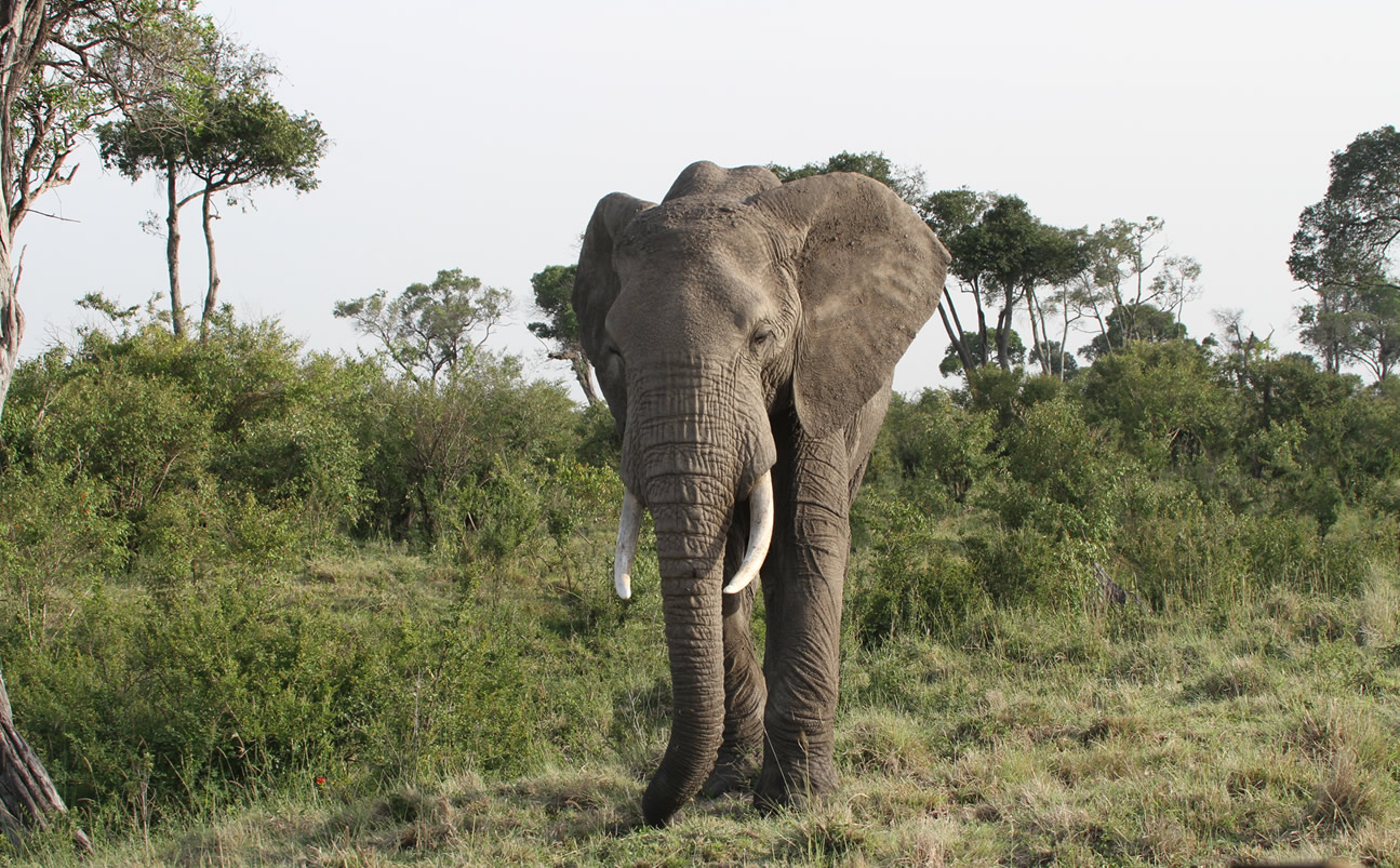 7 Day | Safari Ndovu