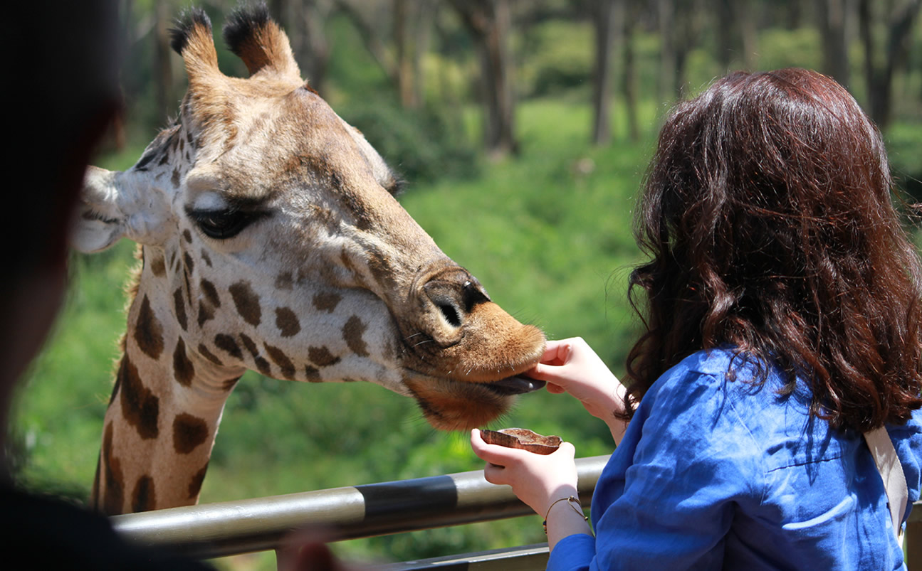 ½ Day | Essence of Nairobi