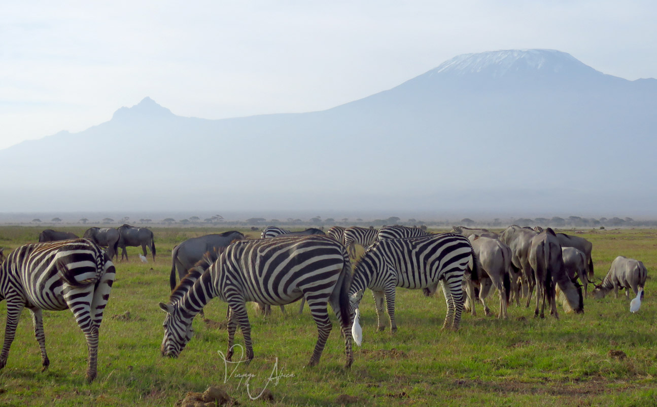 5 Day | Amboseli Tsavo Safari