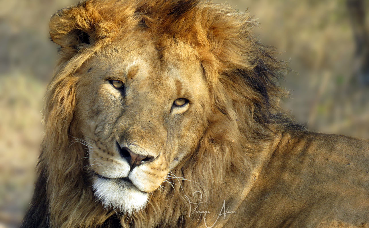 10 Day | Amazing Kenya Safari