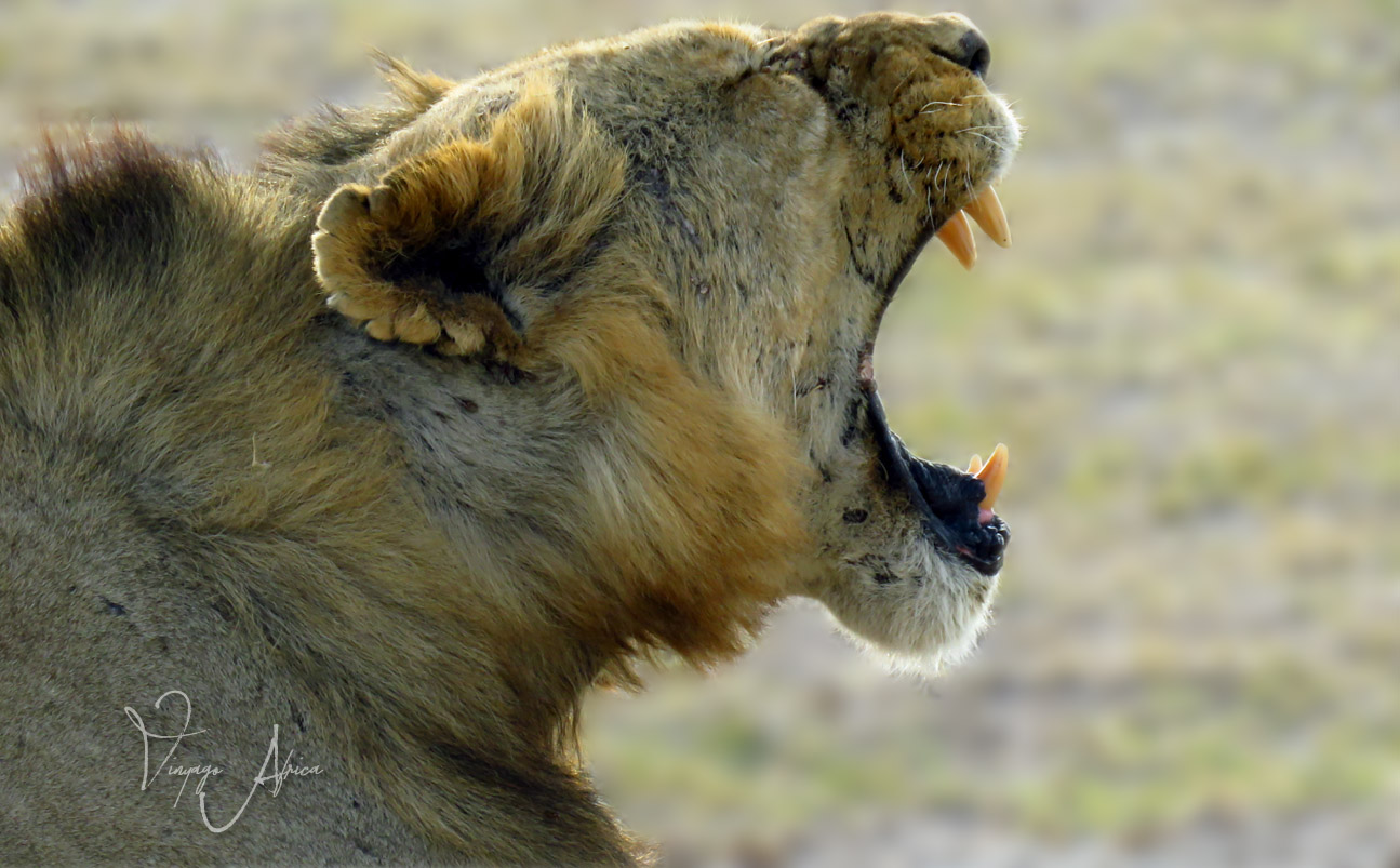 6 Day | Born To Be Free