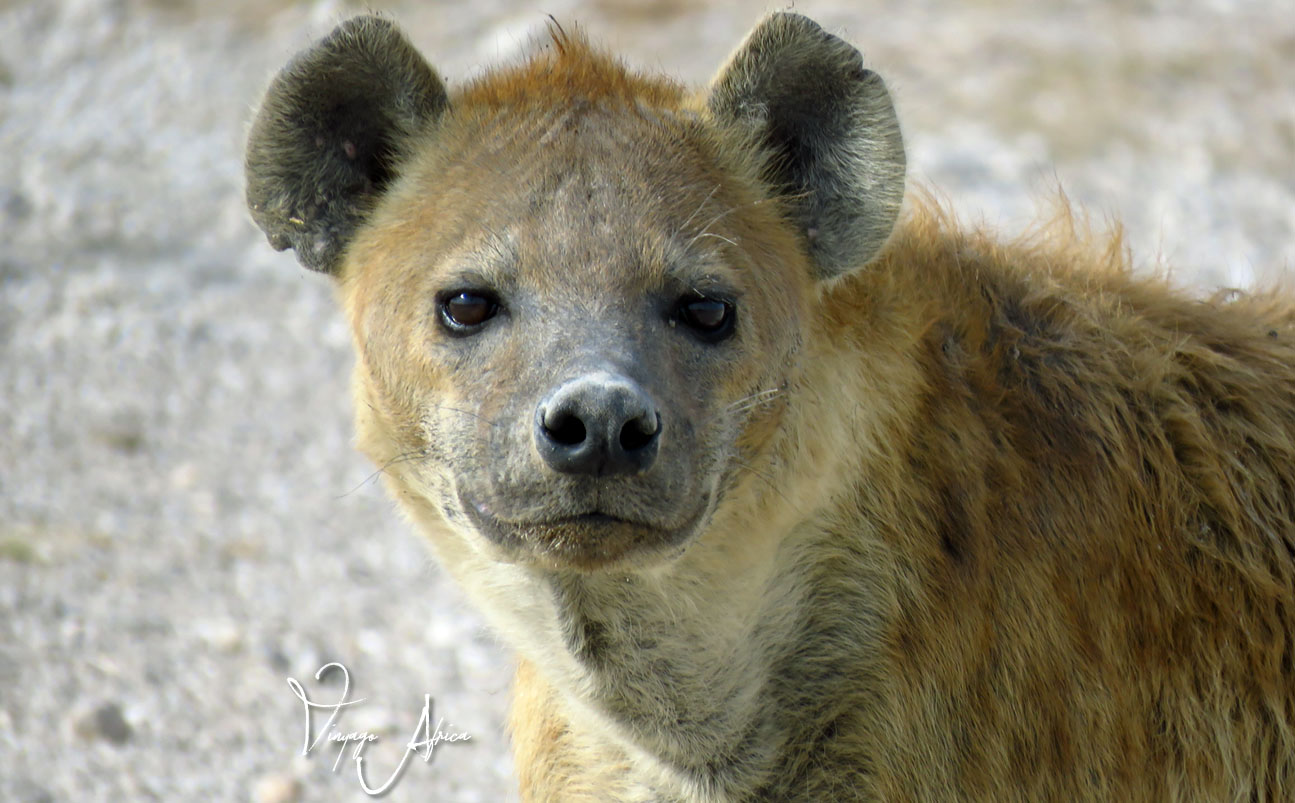 5 Day | Incredible Kenya