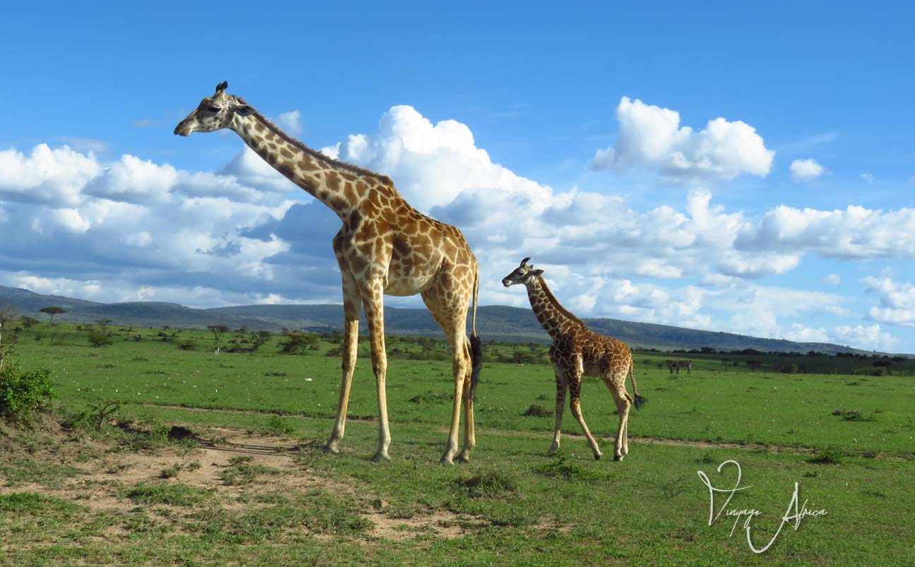 7 Day | Dream of Africa