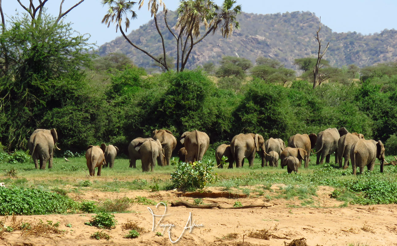 5 Day | Samburu - Masai Mara Flying Safari
