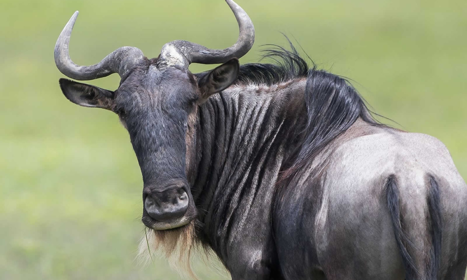 7 Day | Safari Berlin