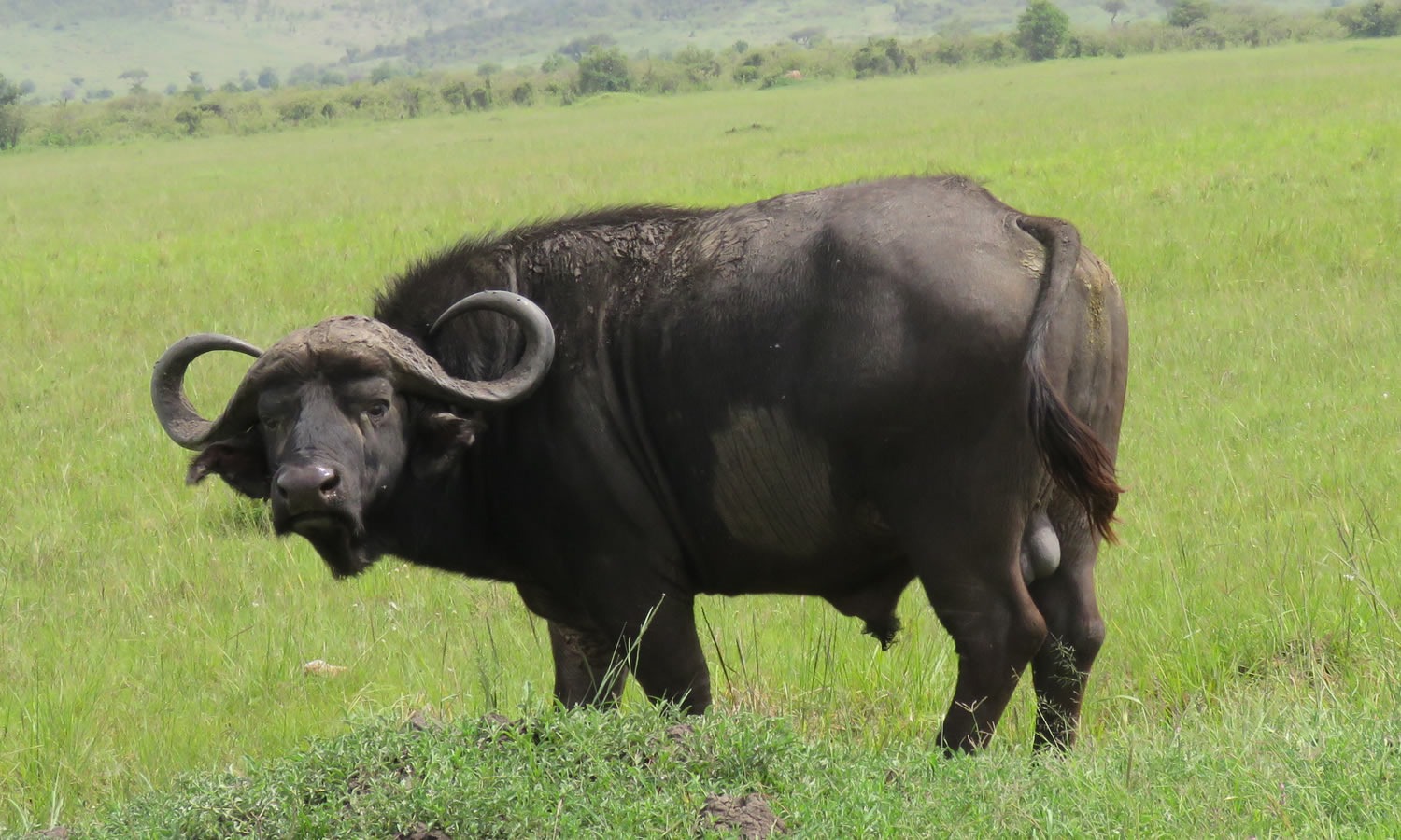 African Buffalo