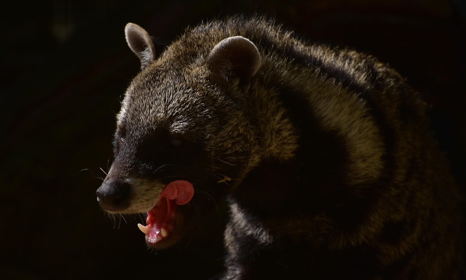 African Civet