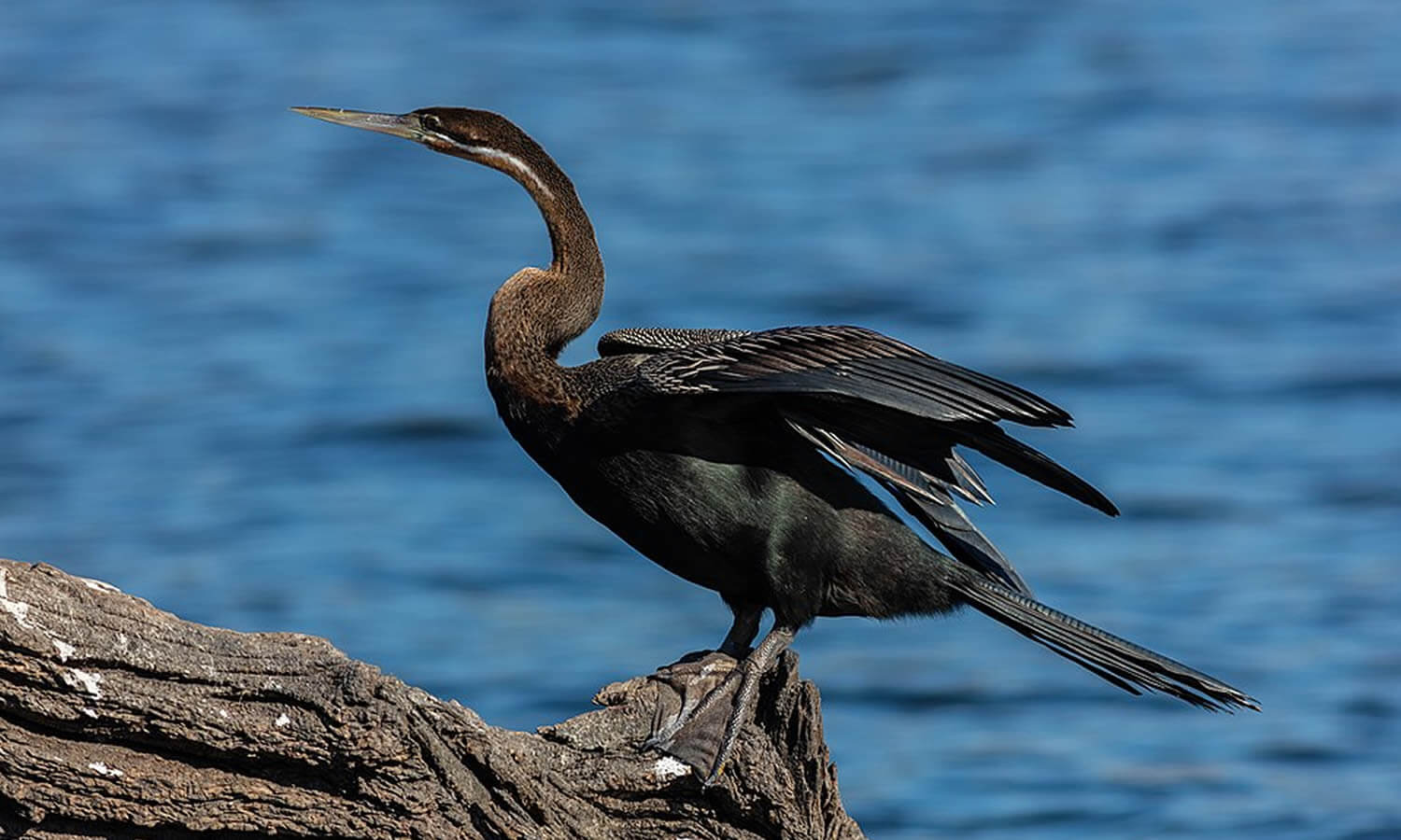 African Darter