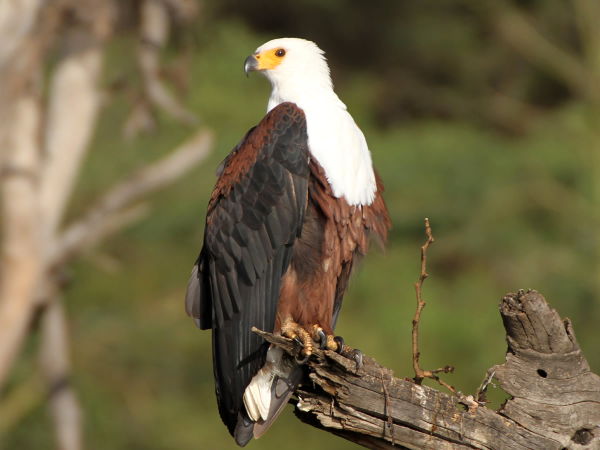 African Fish Eagle