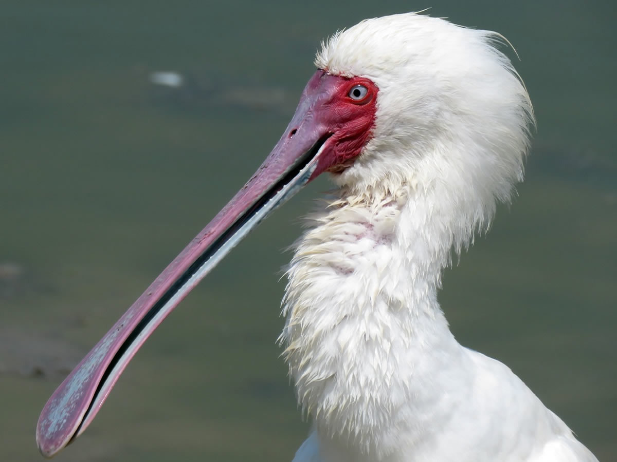 African Spoonbill