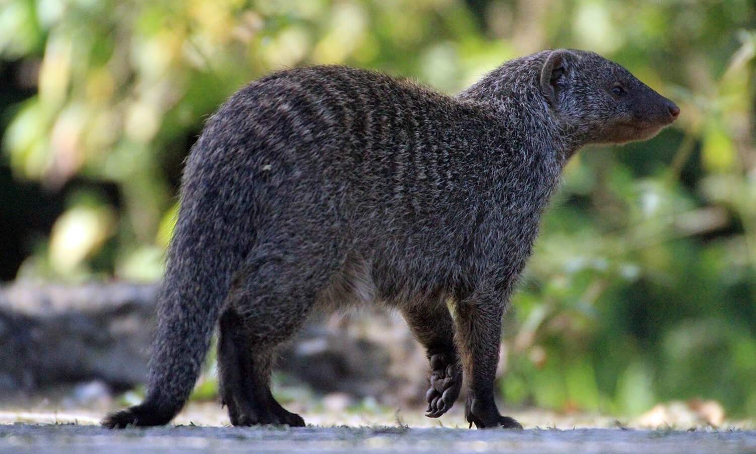Banded Mongoose
