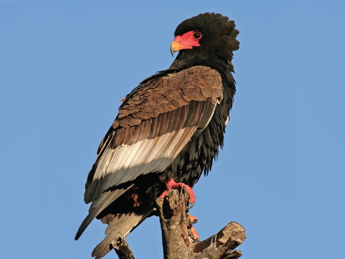 Bateleur Eagle