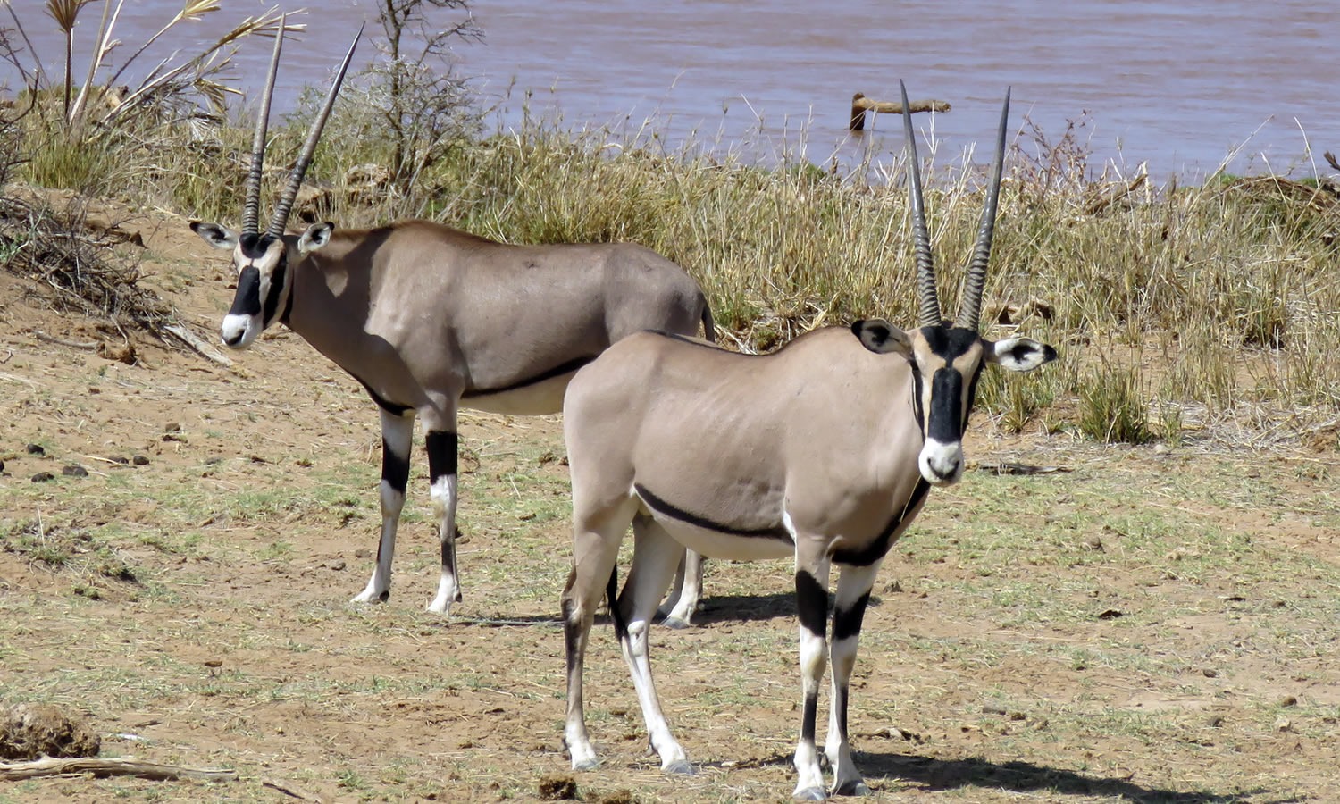Beisa Oryx