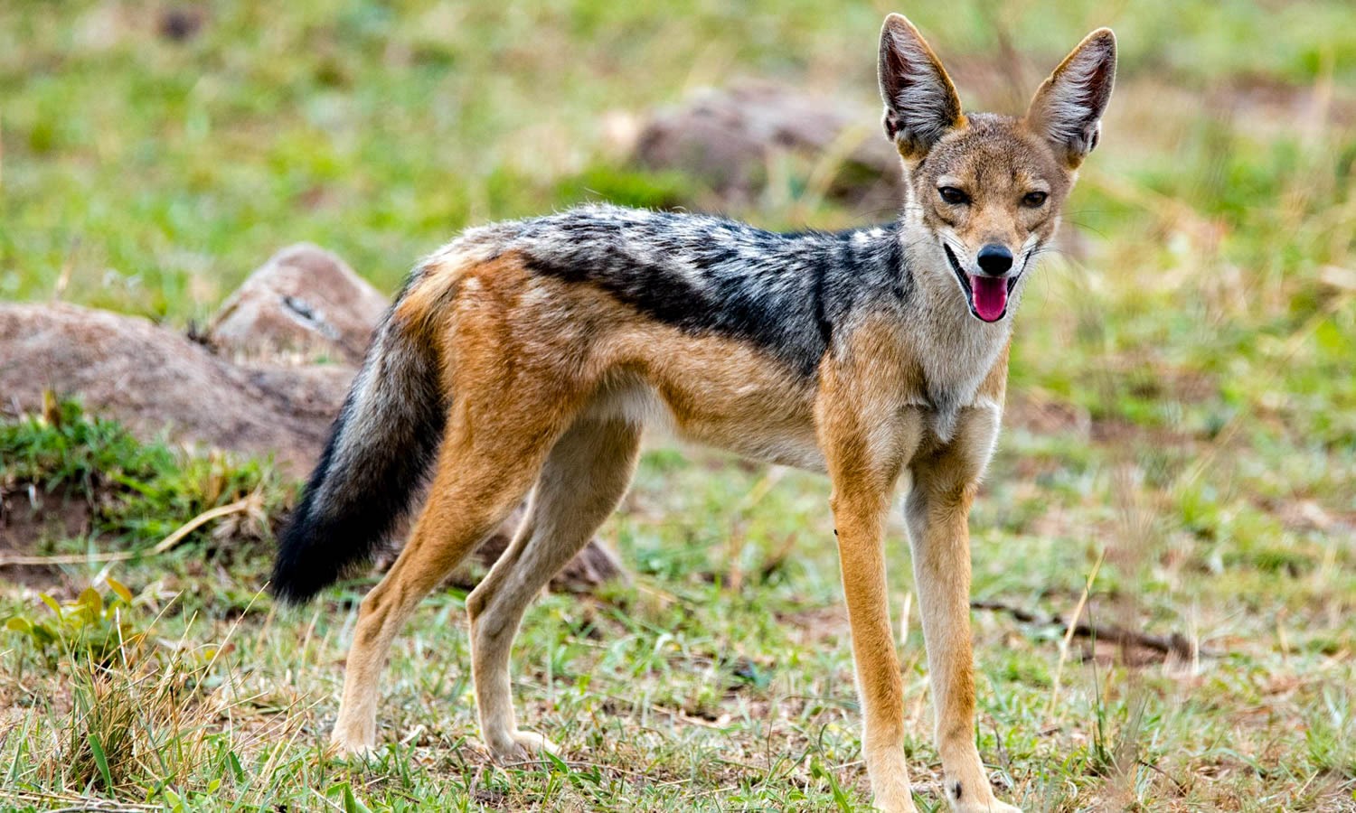 Black-Backed Jackal