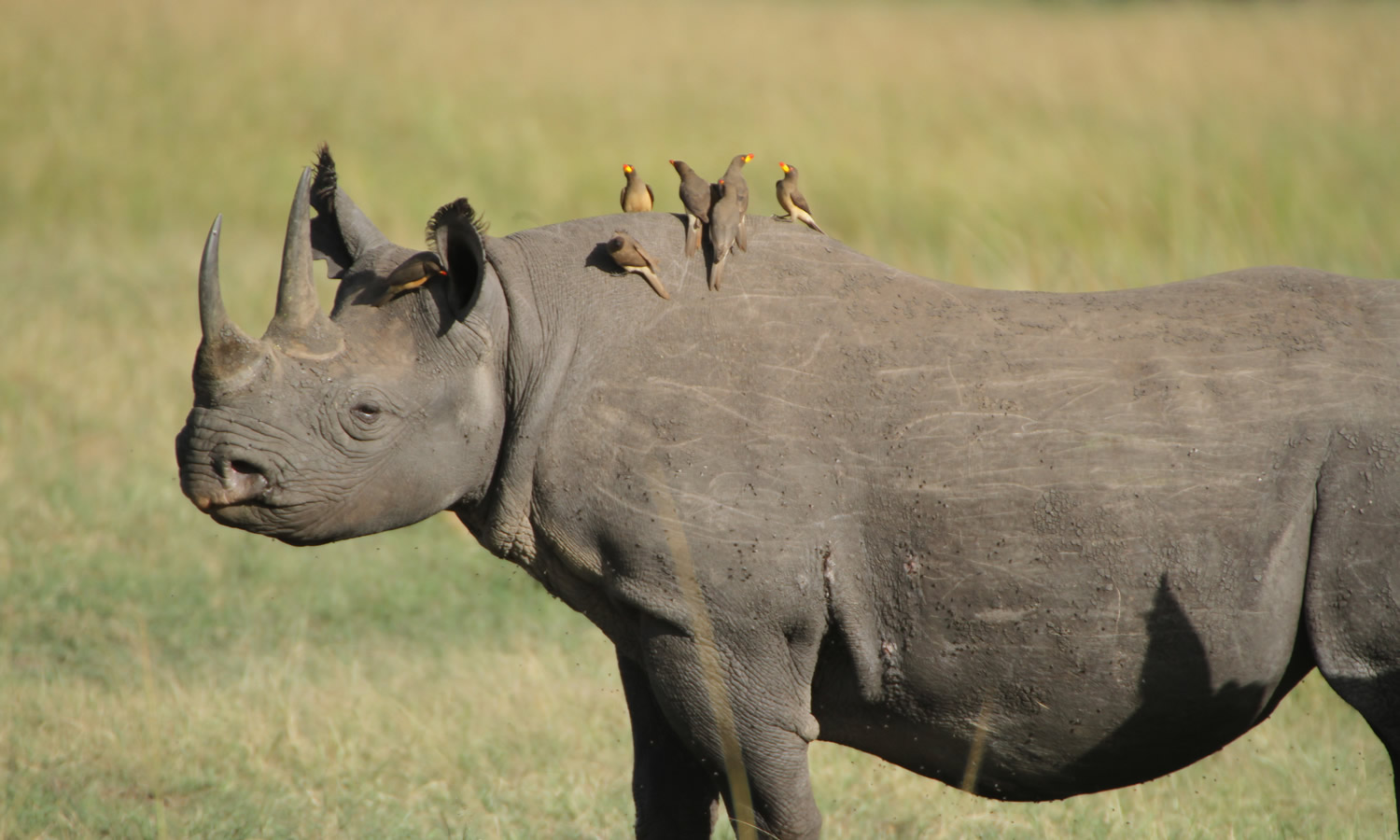 Black Rhinoceros