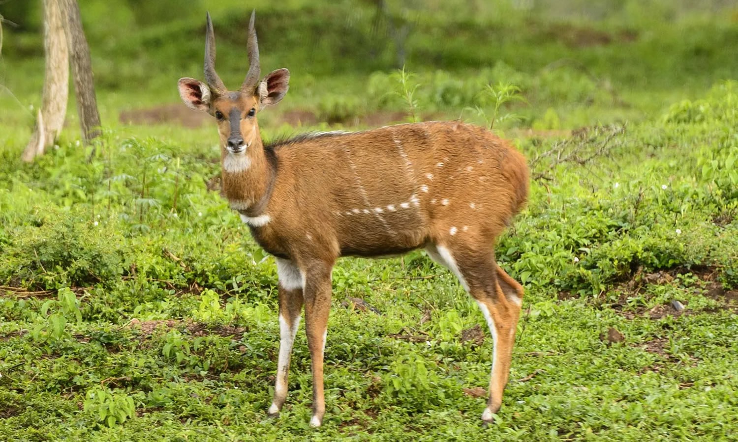 Bushbuck