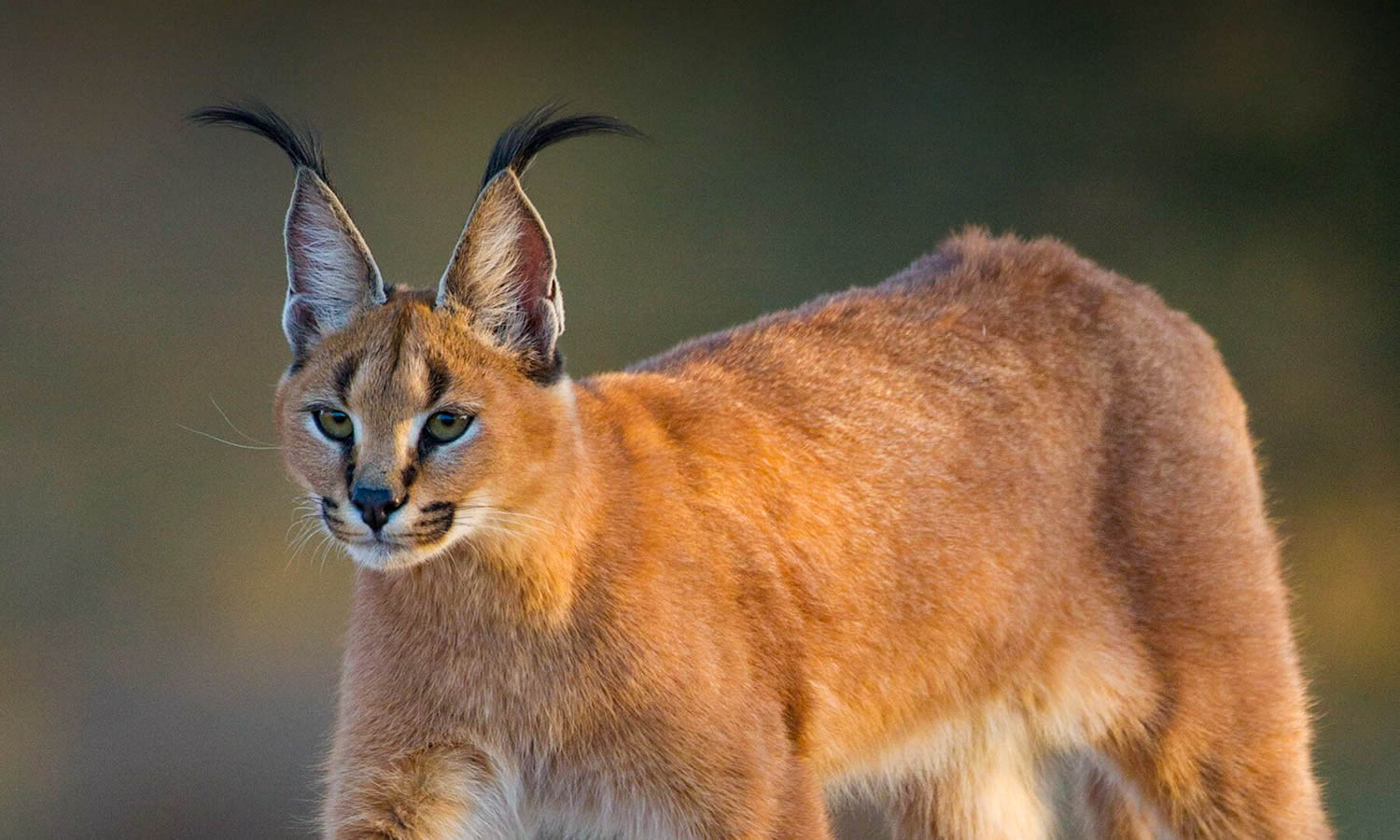 Caracal
