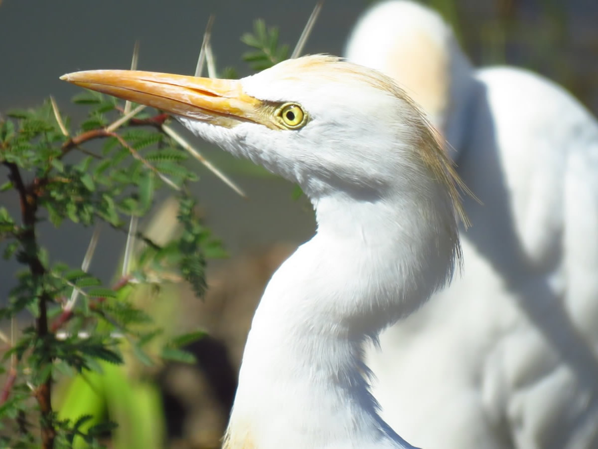 Cattle Egret