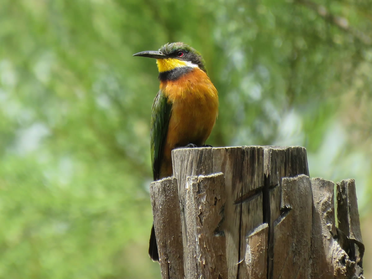 Cinnamon Chested Bee Eater