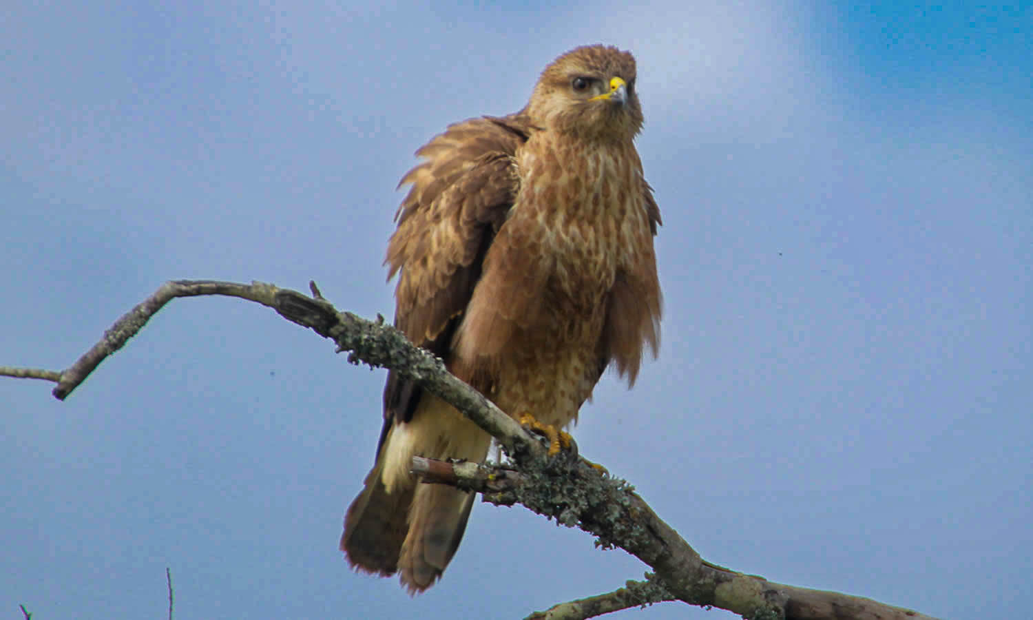 Common Buzzard