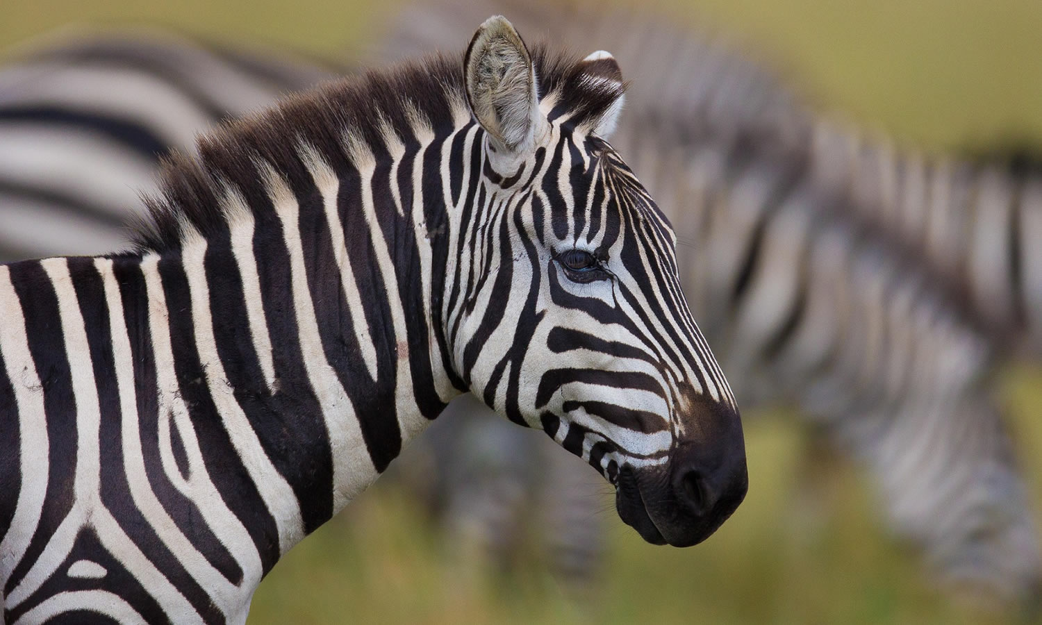 Common Zebra