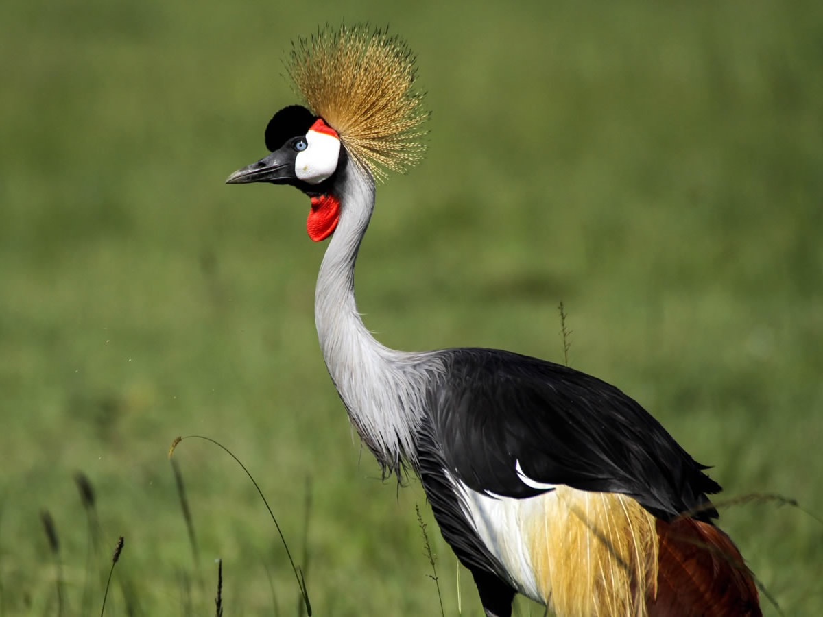 Grey Crowned Crane