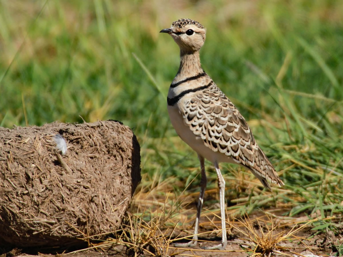 Double Banded Couser