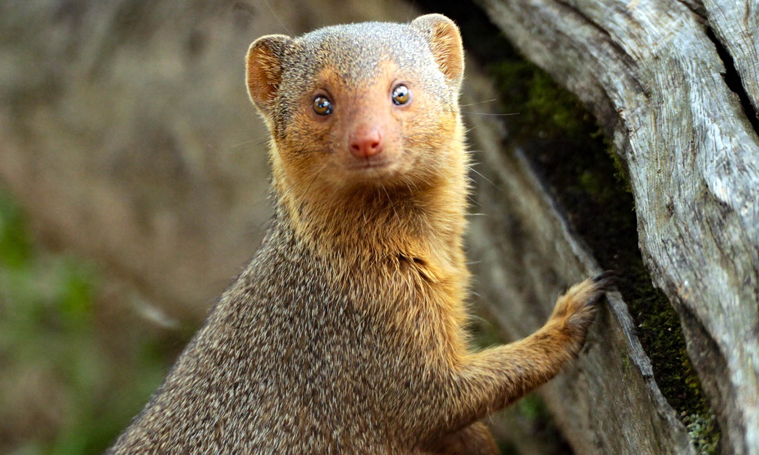 Dwarf Mongoose