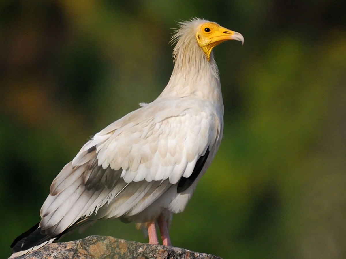 Egyptian Vulture