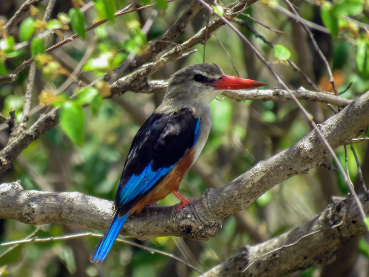 Grey Headed Kingfisher