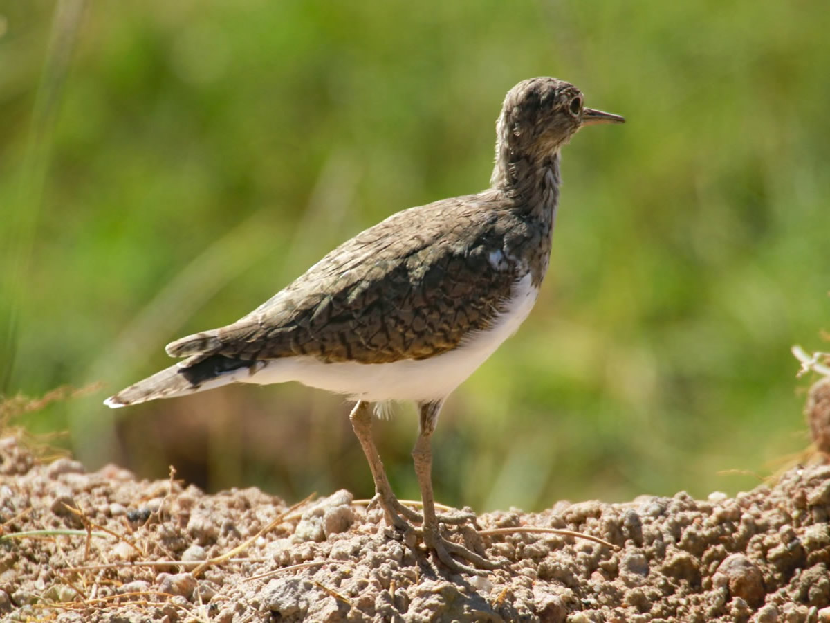 Green Sandpiper