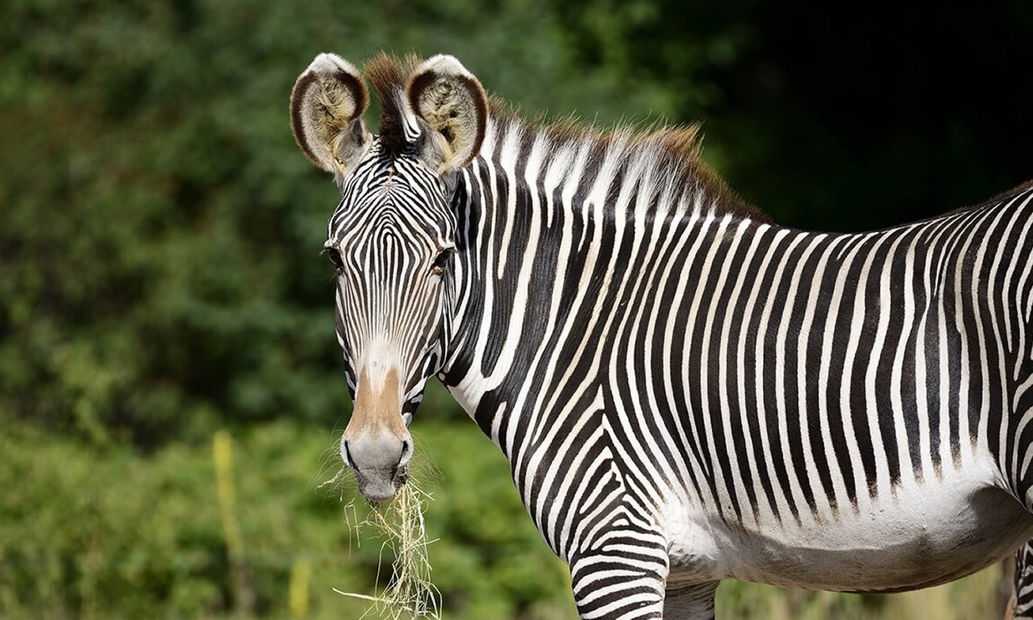Grevy’s Zebra