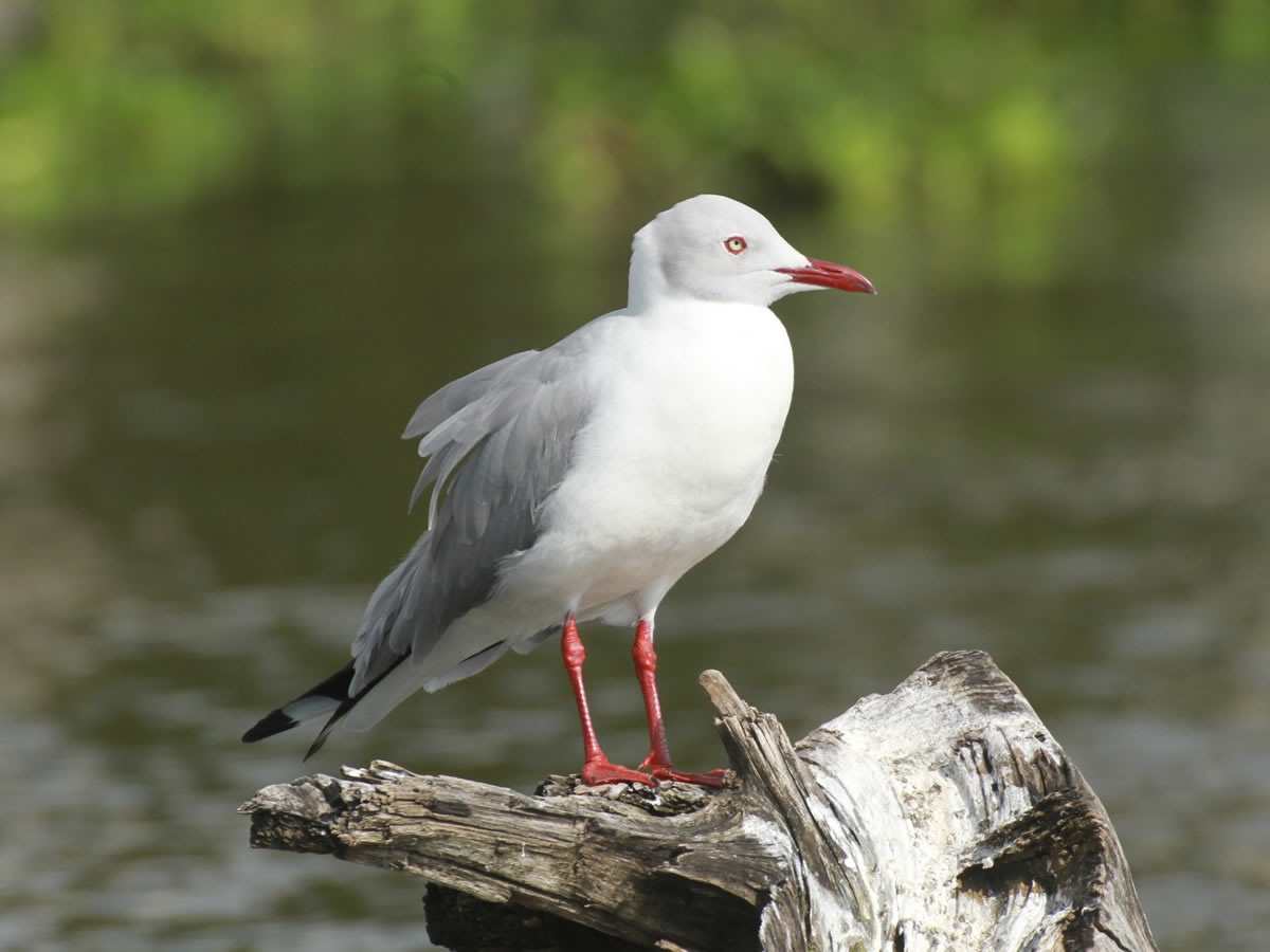 Grey Headed Gull