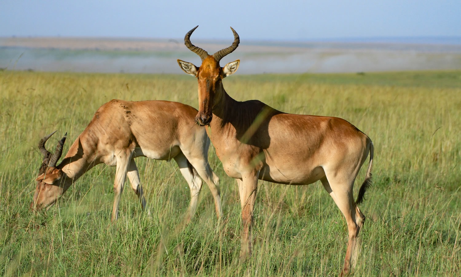 Hartebeest (Kongoni)