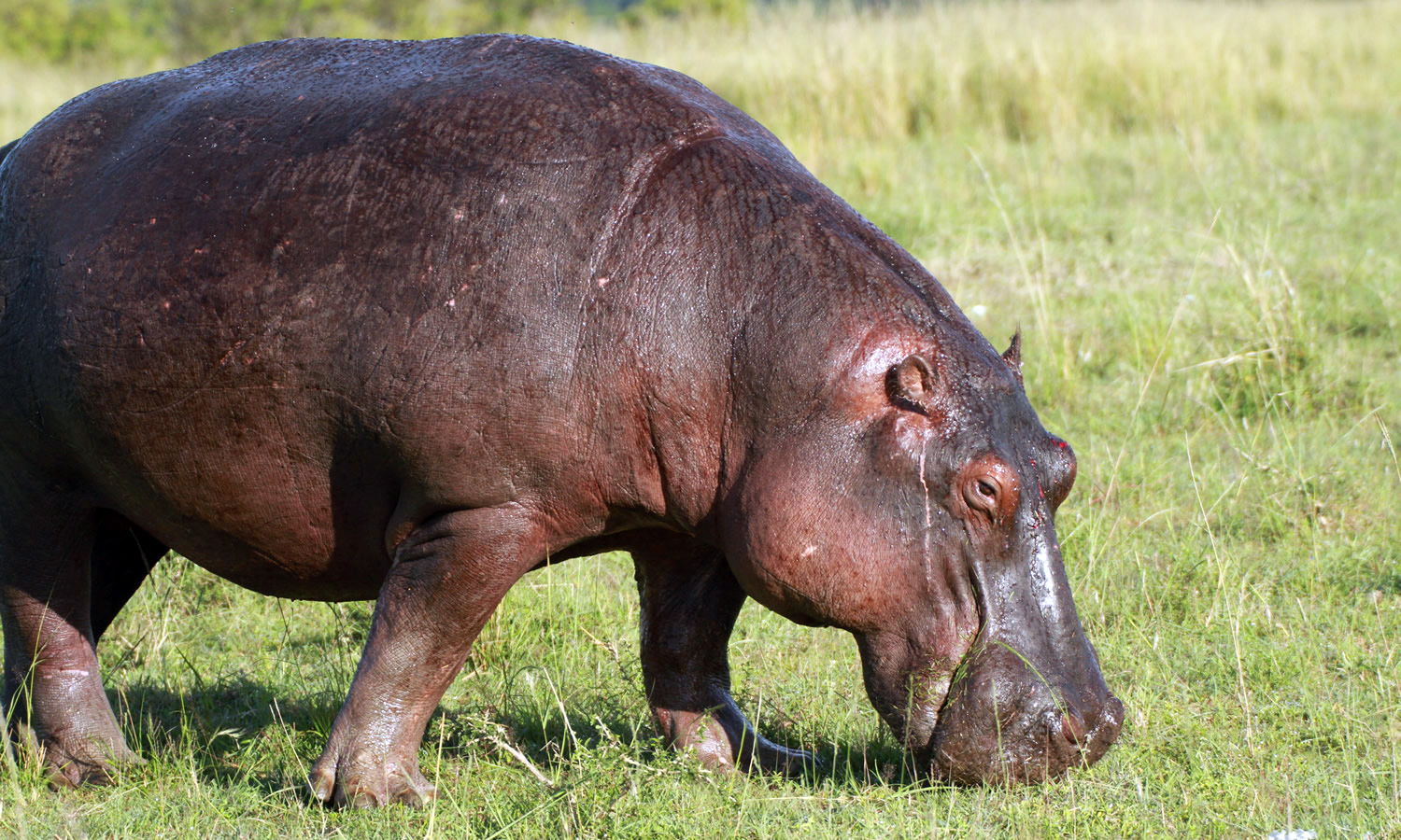 Hippopotamus