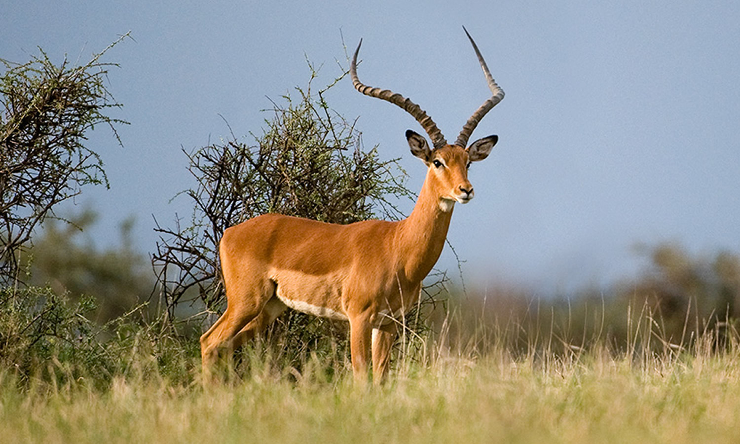 Impala