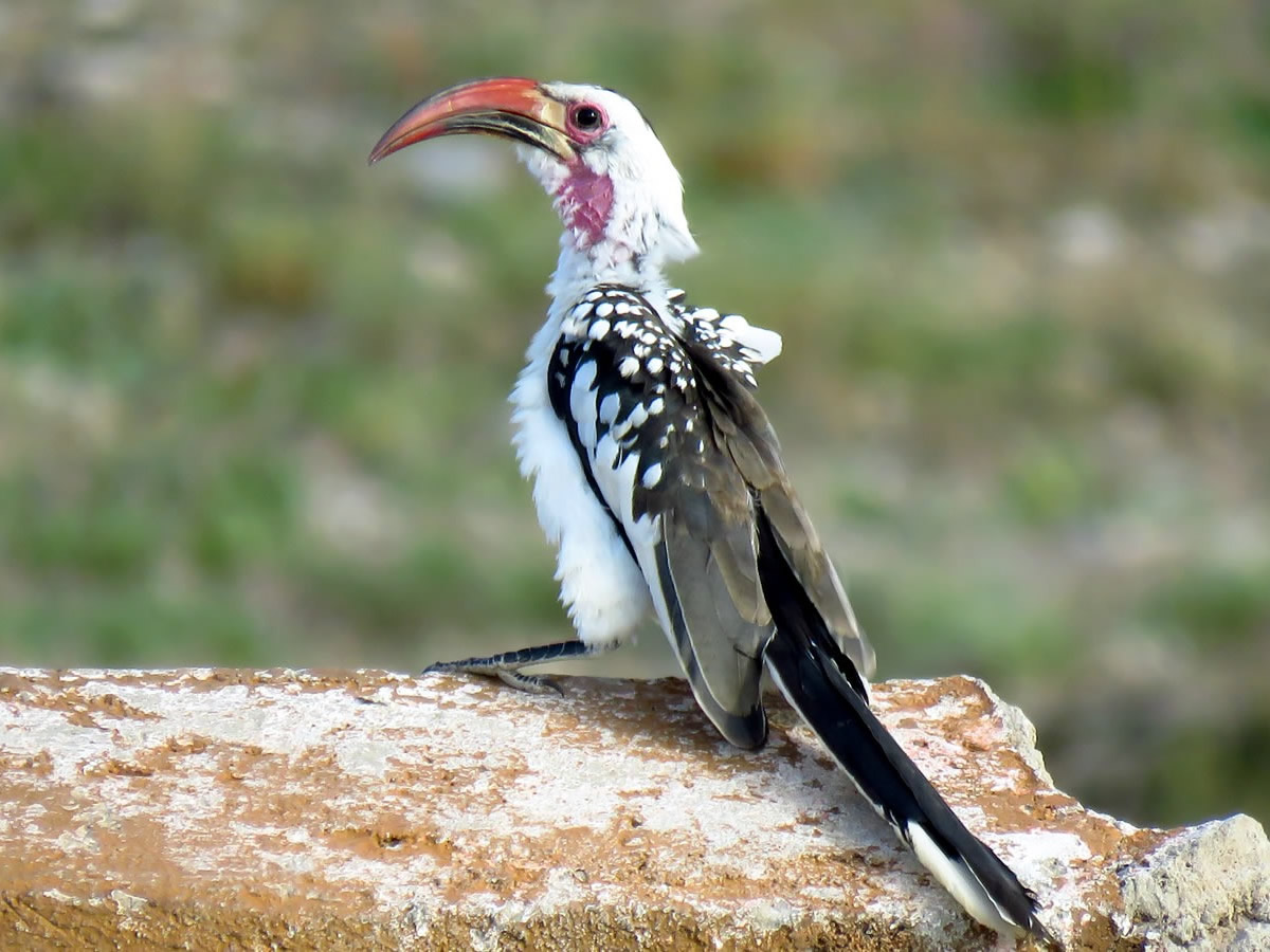 Jacksons Hornbill