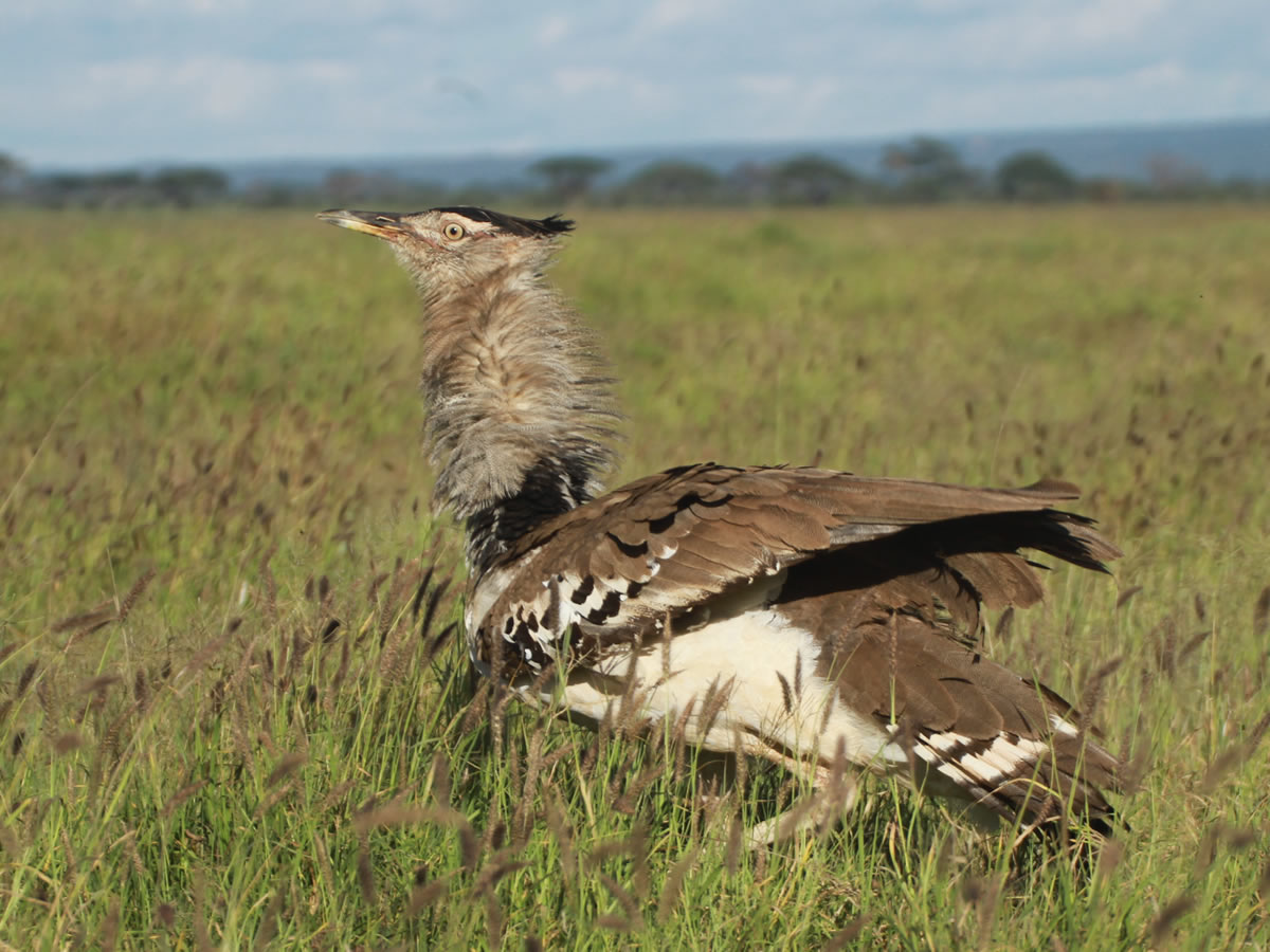 Kori Bustard