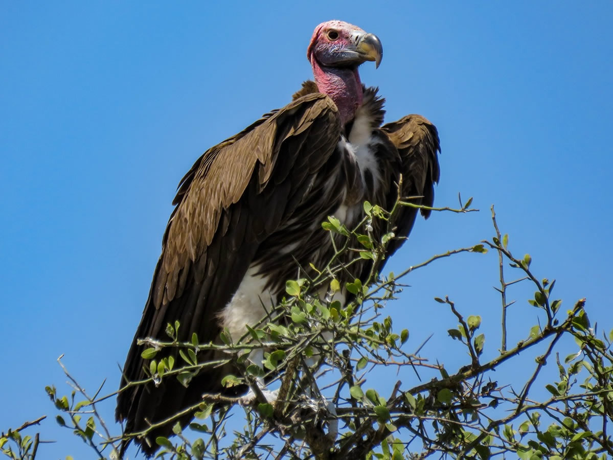 Lappet-faced Vulture
