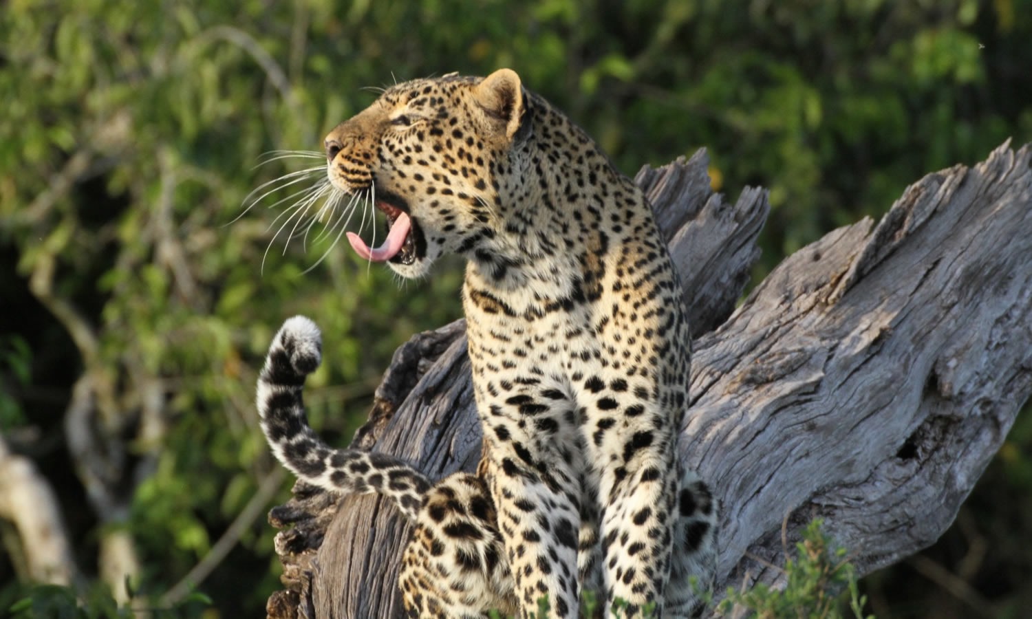 Leopard