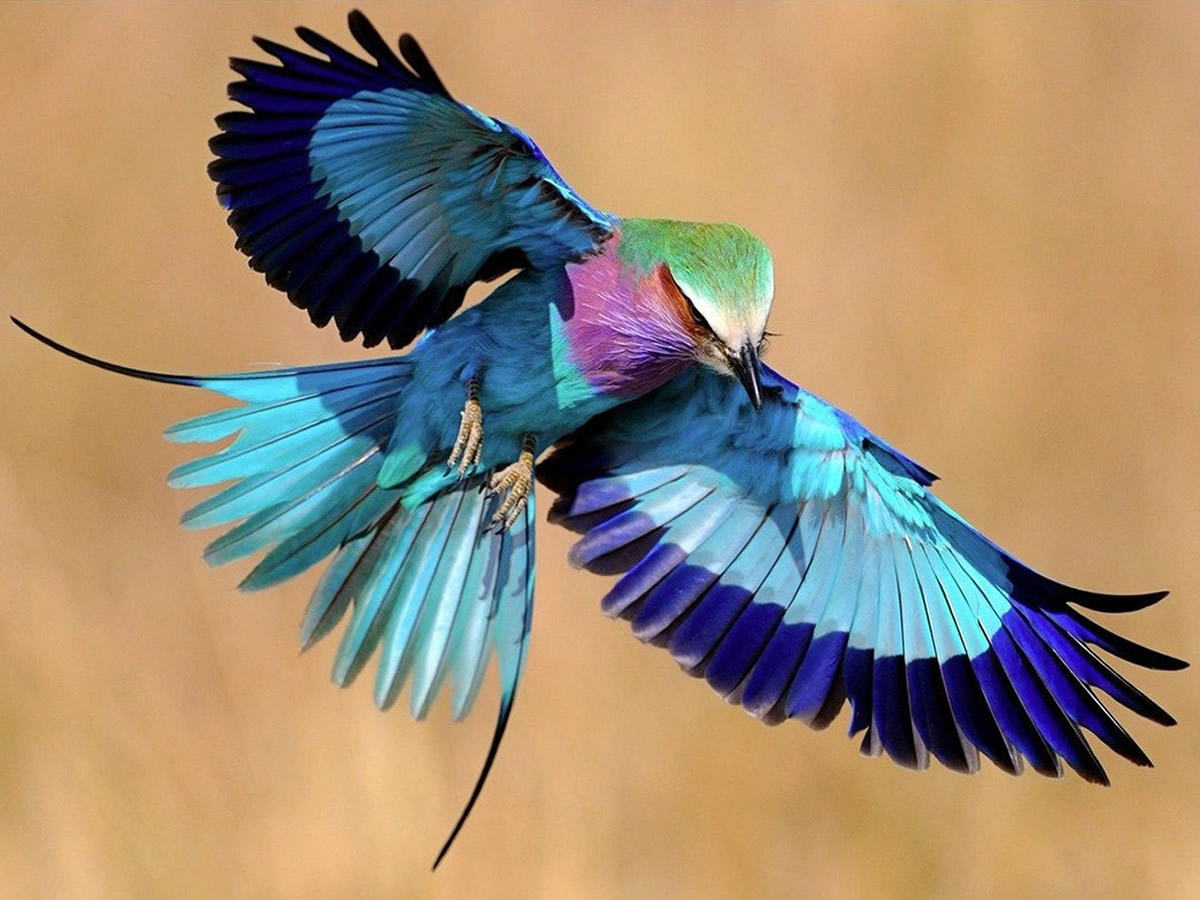 Lilac-breasted Roller