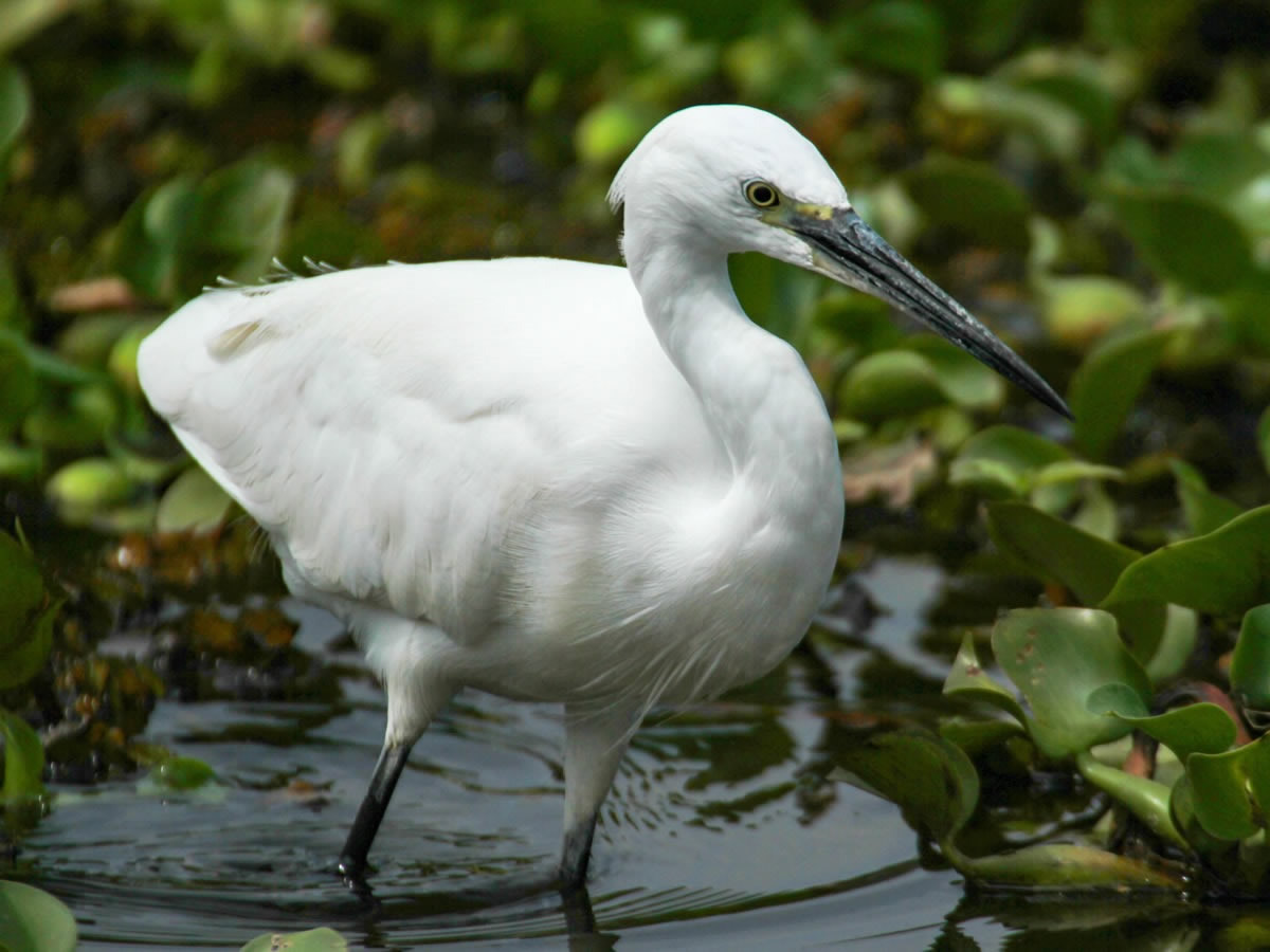 Little Egret